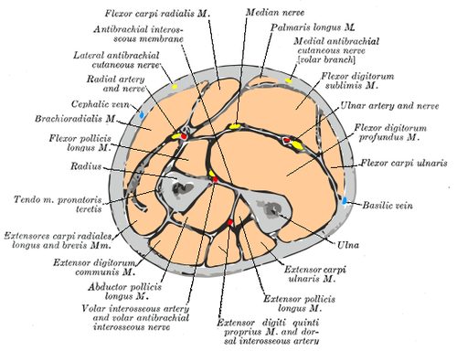 Anterior compartment of the forearm